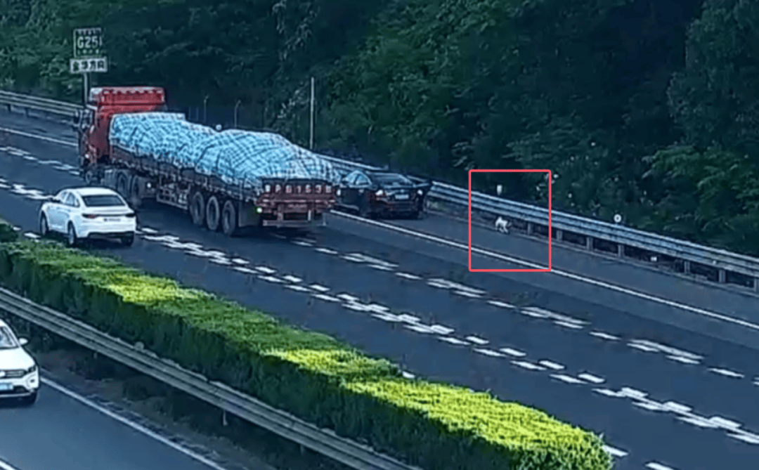 皇冠信用开户_“拉屎拉得全车都是!”男子应急车道停车铲屎皇冠信用开户,小狗差点闯祸,民警:罚