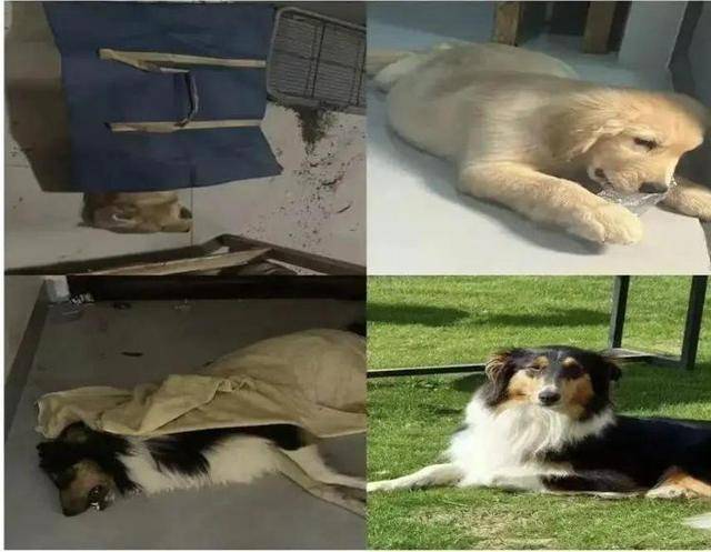 意大利甲组联赛
_广西一小区有人高空抛食毒死多条宠物狗意大利甲组联赛
,居民悬赏万元寻线索,警方已立案调查