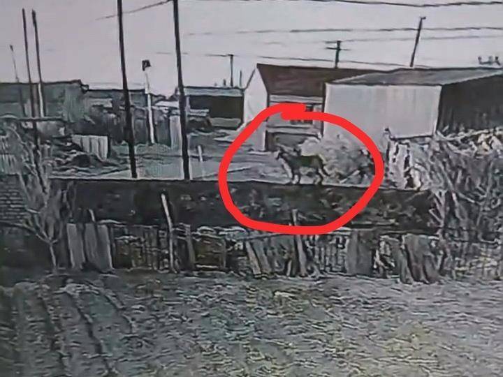 皇冠信用网登3代理
_辽宁一农户17只羊一夜之间被不明生物咬死皇冠信用网登3代理
,警方回应