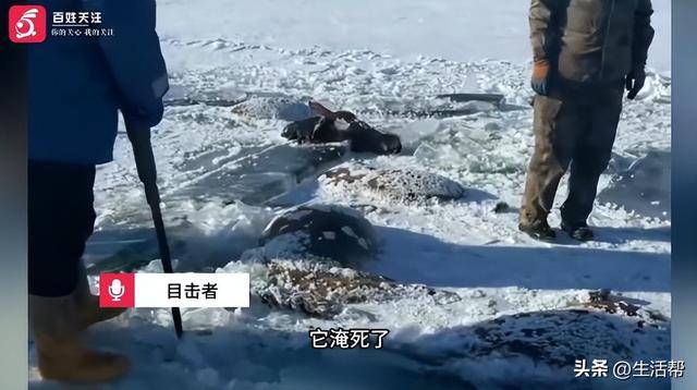 洲际附加赛2组_黑龙江一水库冰面下发现13匹冰冻马洲际附加赛2组,主人:马扎堆喝水坠落淹死,当天零下二三十度